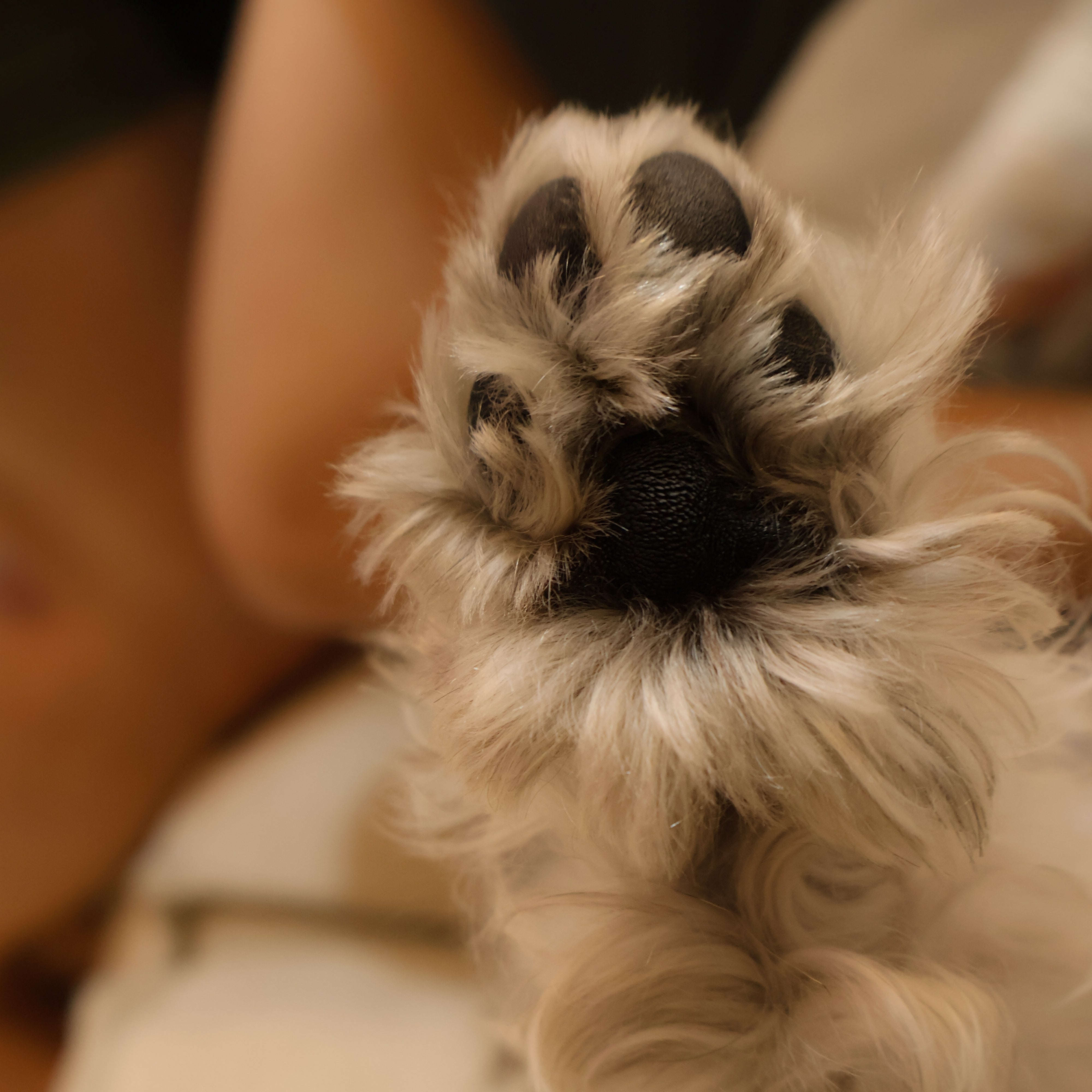 Paw print Round Necklace
