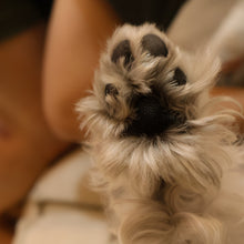 Load image into Gallery viewer, Paw print Heart Necklace
